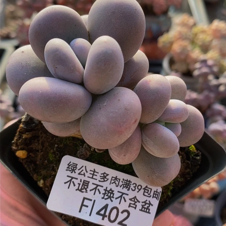 橙奶老桩有砍6cm402多肉植物