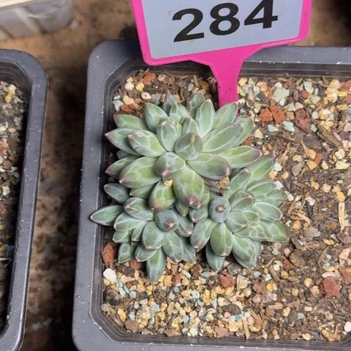多肉植物白底伊卡284