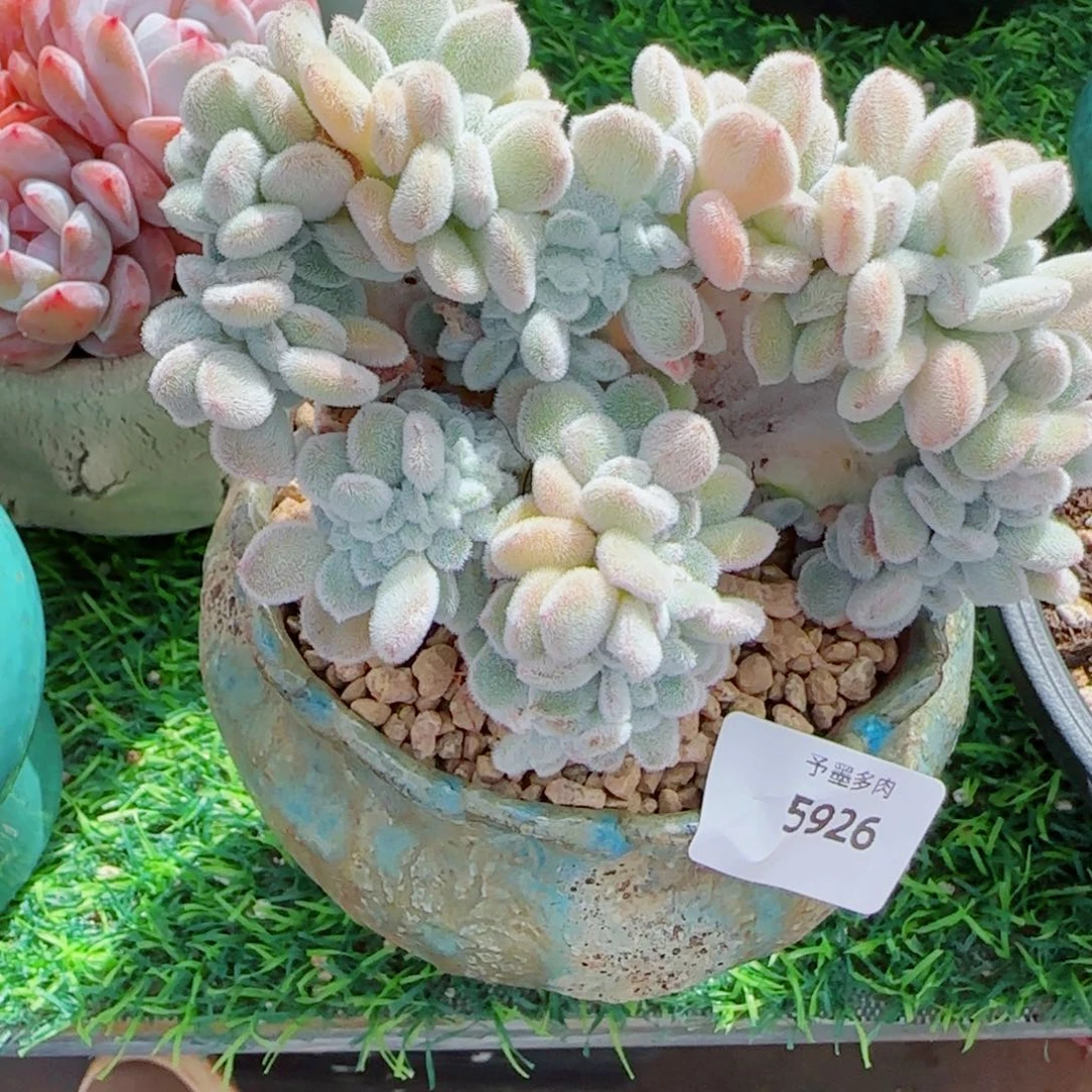 雪晃星缀化，5926多肉植物