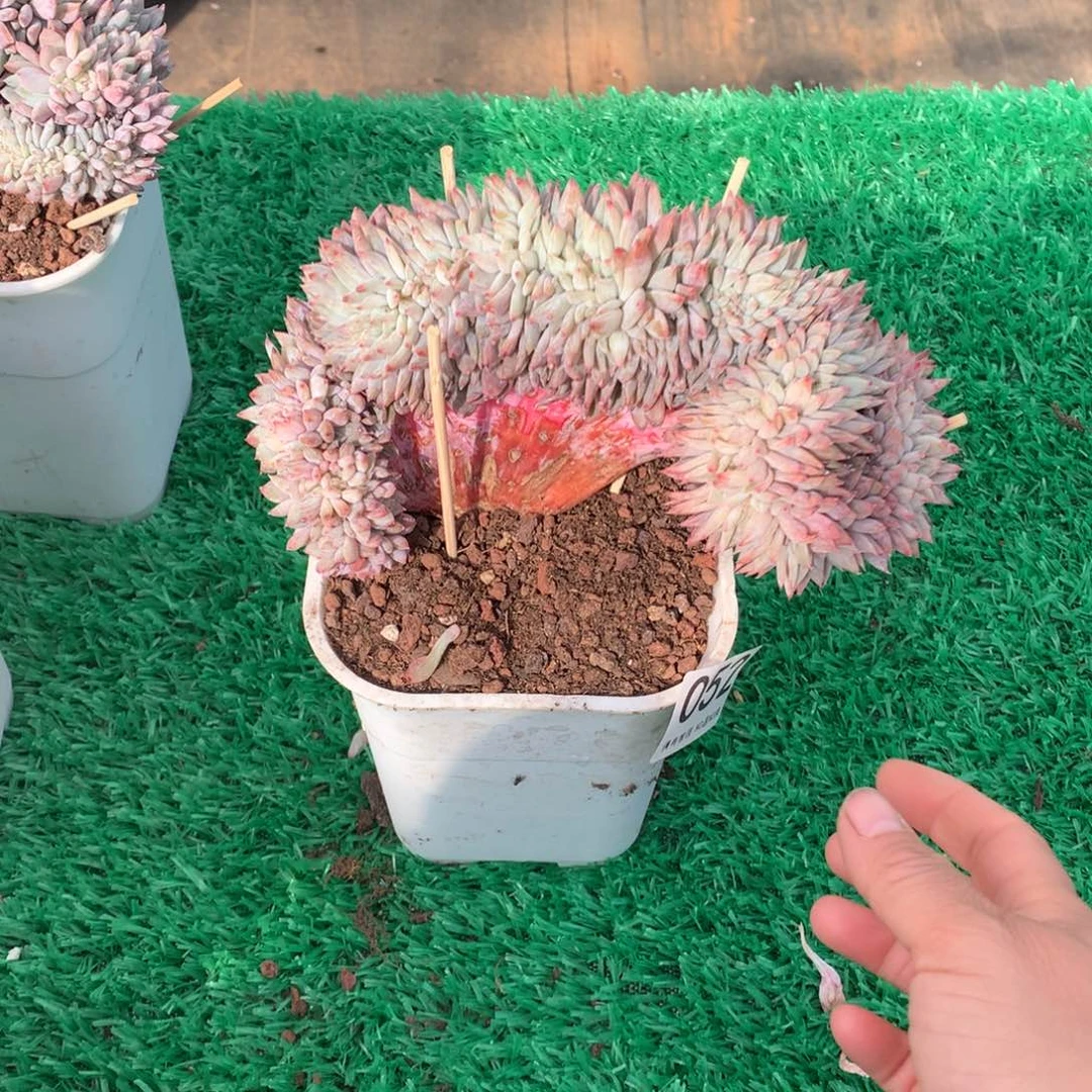 052橙子缀多肉植物