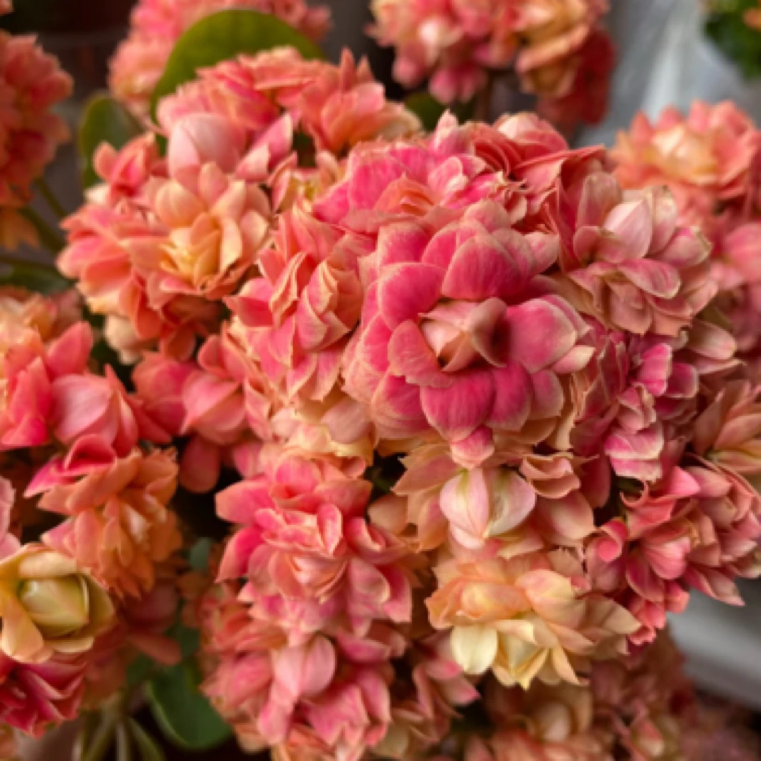 （110盆摩尔) 渐变色超大花 稀有品种 基地直发