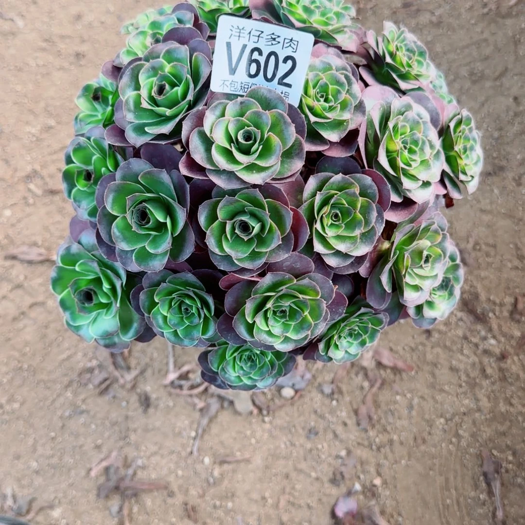 魅金玫瑰发师602冠幅22