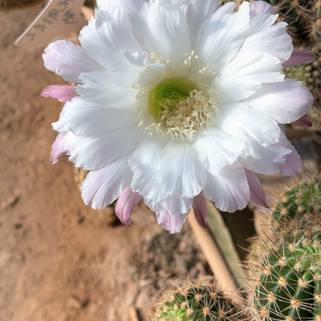 彩 优雅夫人侧芽歪5公分以上