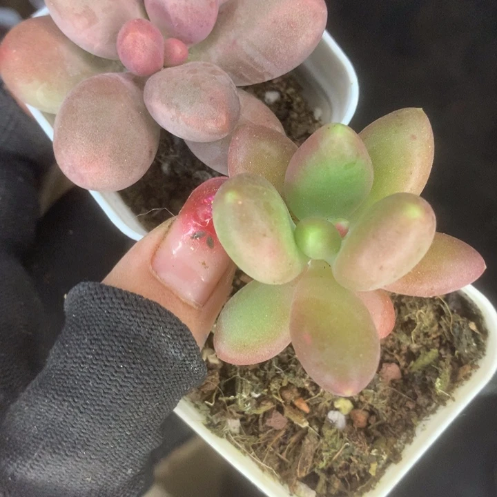 芒果 糖果。（满9.99包邮不满9.99发叶子）