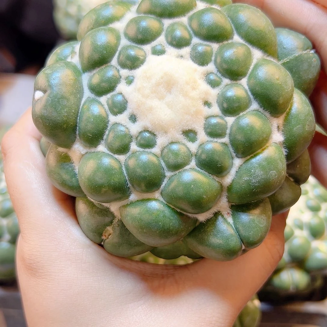 泰系蜘蛛眼无根8公分