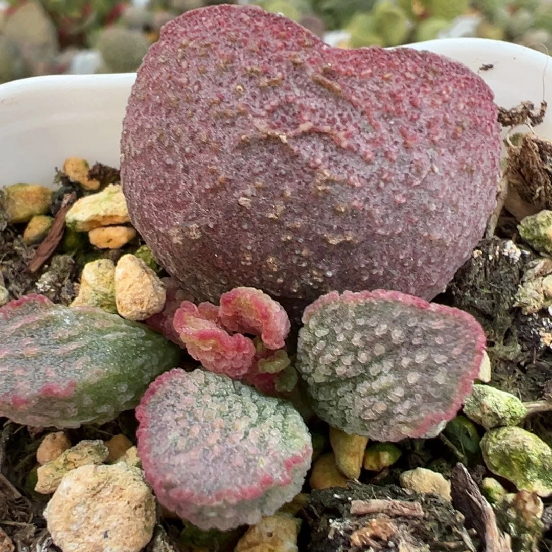 粉色实生新品大苗多肉