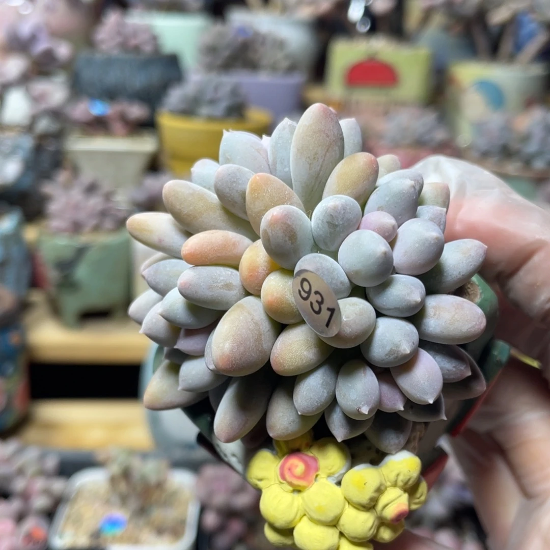 溜溜球奶酪多肉植物