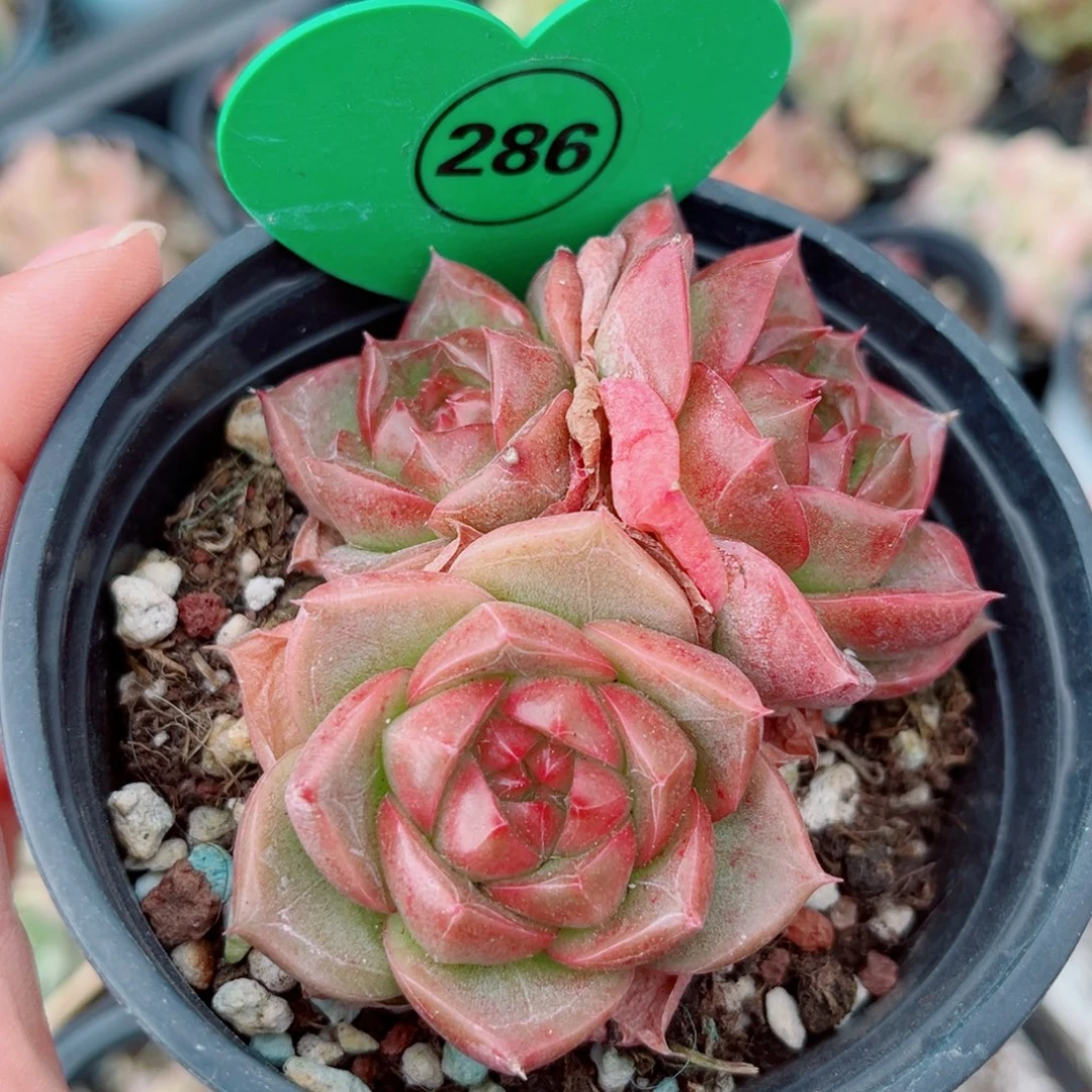 286号小老桩新品珍妮群