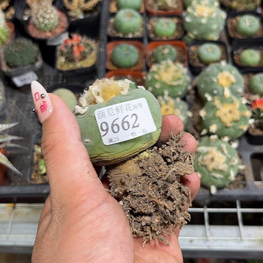 乌***木9662一物一拍单头发货