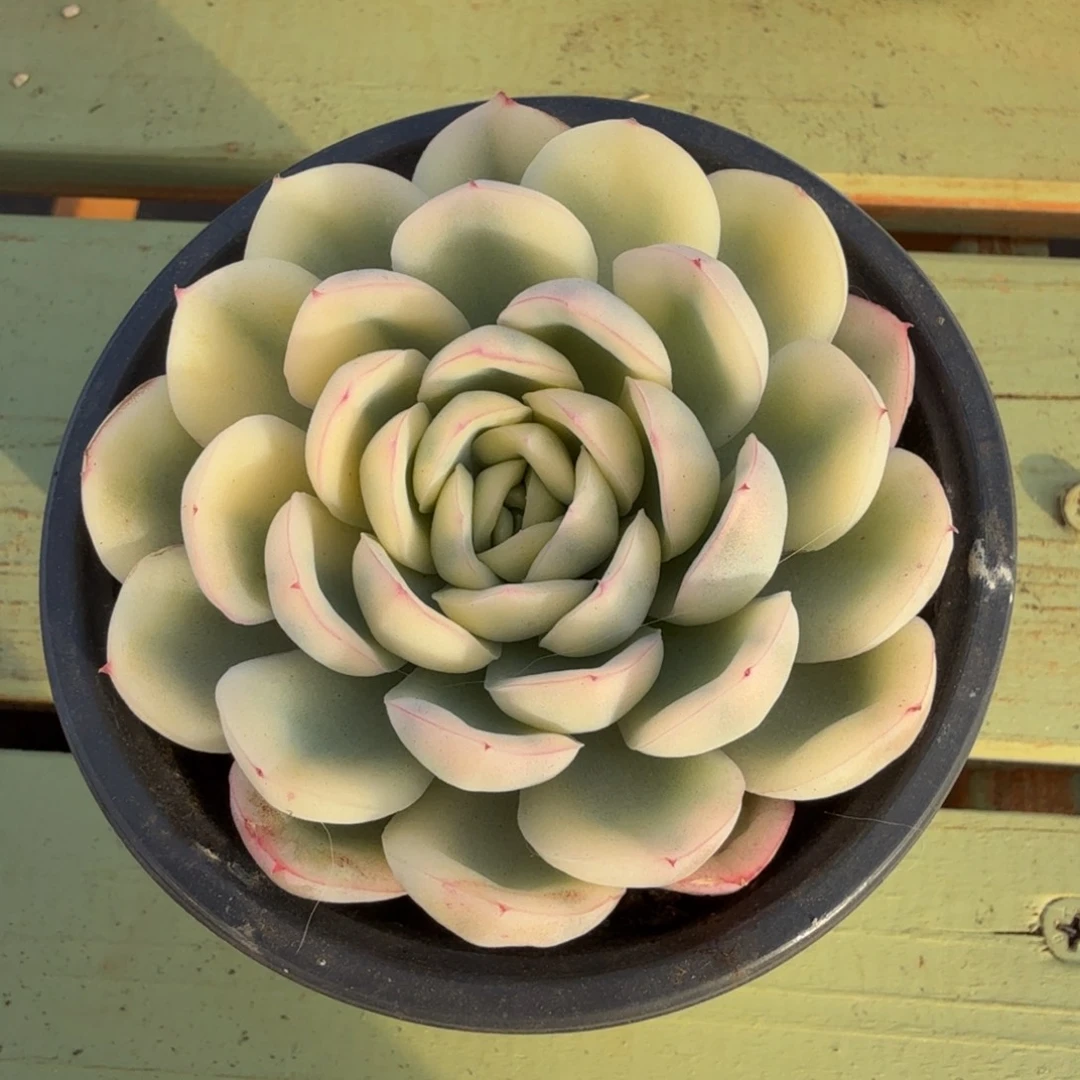 草莓冰锦锦上园艺一物一拍