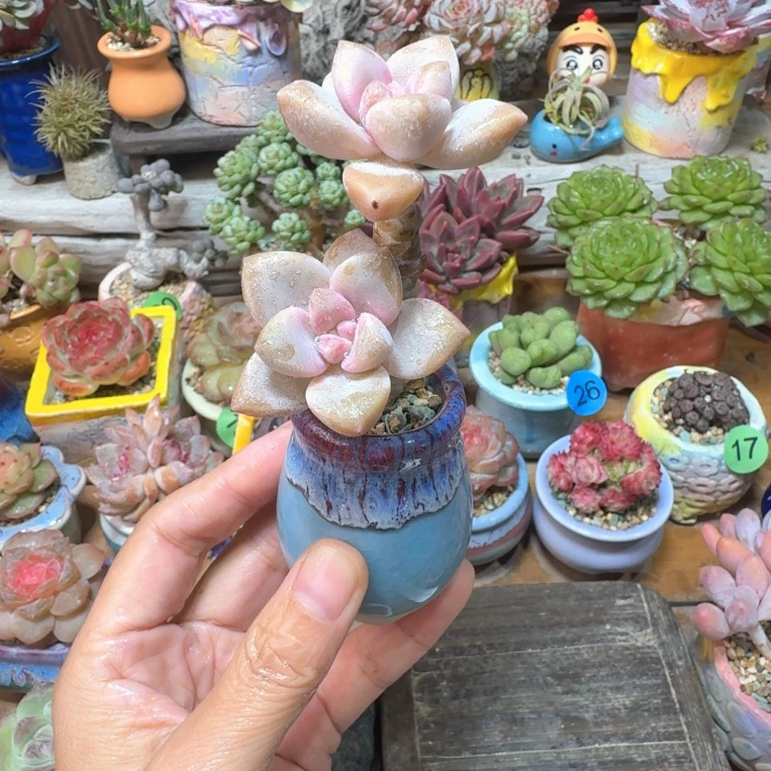 美杏多肉含盆土 一物一拍