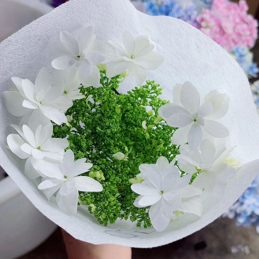完全开放稀有绣球花80
