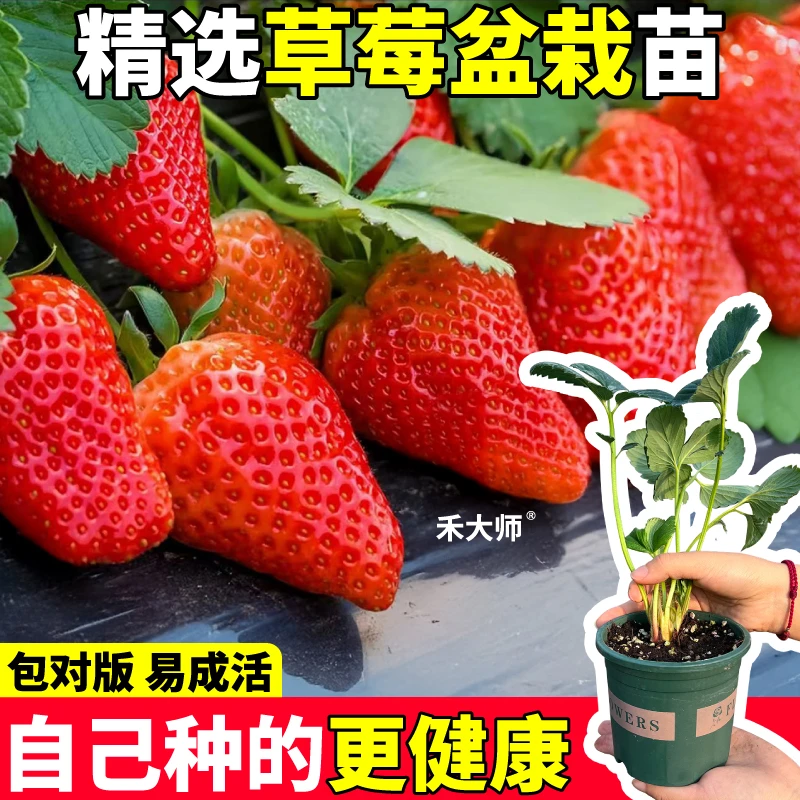 【头茬原土原盆】草莓苗甘甜多汁高产盆栽草莓苗室内外阳台种植四季