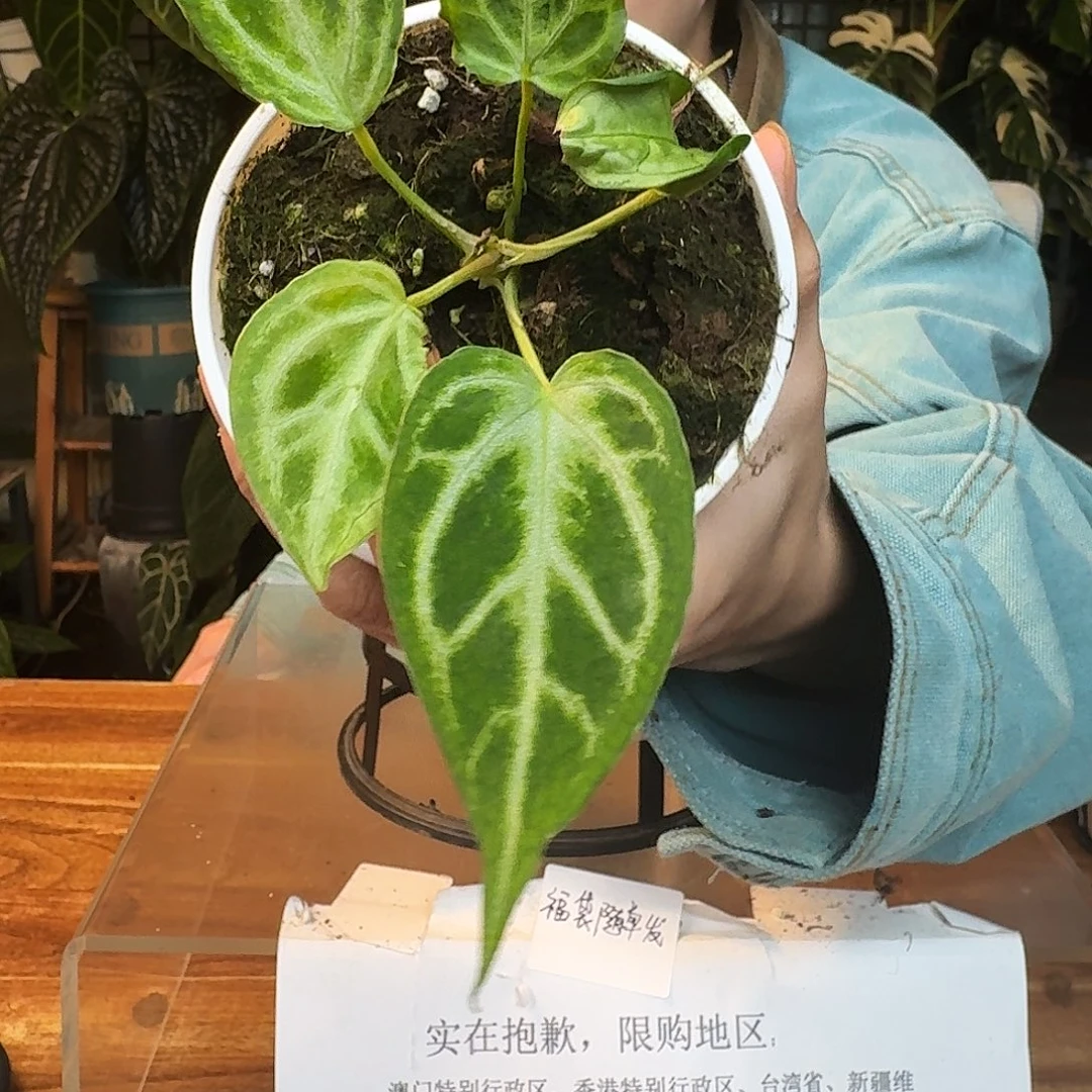 完全开放H59ftg杂银虎