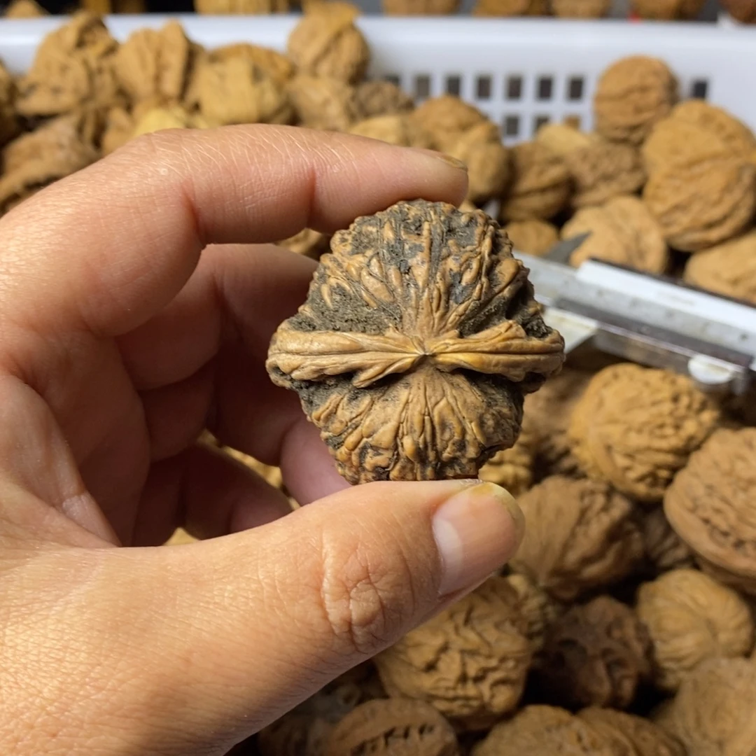 吸***质大叶紫檀（黑酸枝木类）