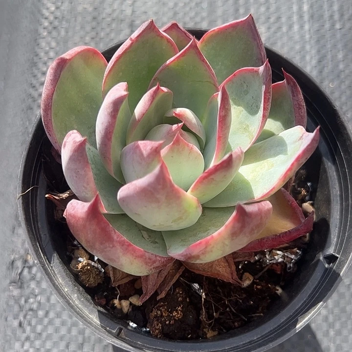 单头惊鸿多肉植物精品