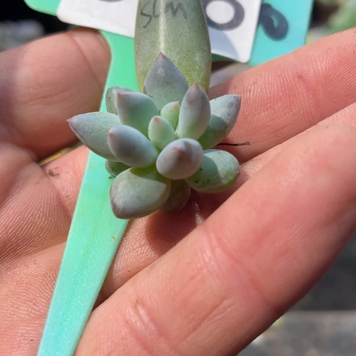 所罗门锦基因396号得啊啊多肉啊