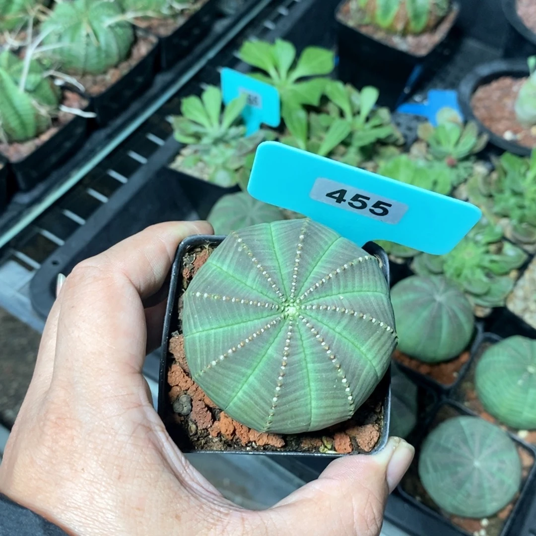 布紋球多肉植物一个