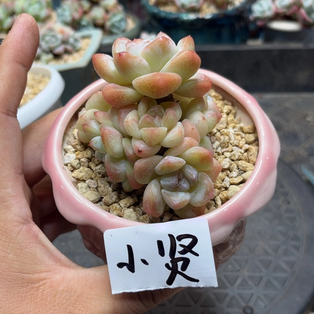 小贤专拍冰玉群生老桩