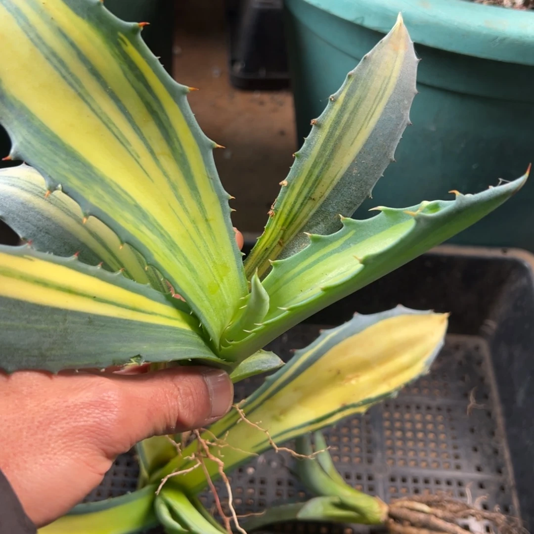 无花朵多肉植物龙舌兰道