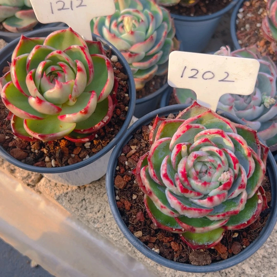 小****?惊鸿仙子一物一拍1212.1202号