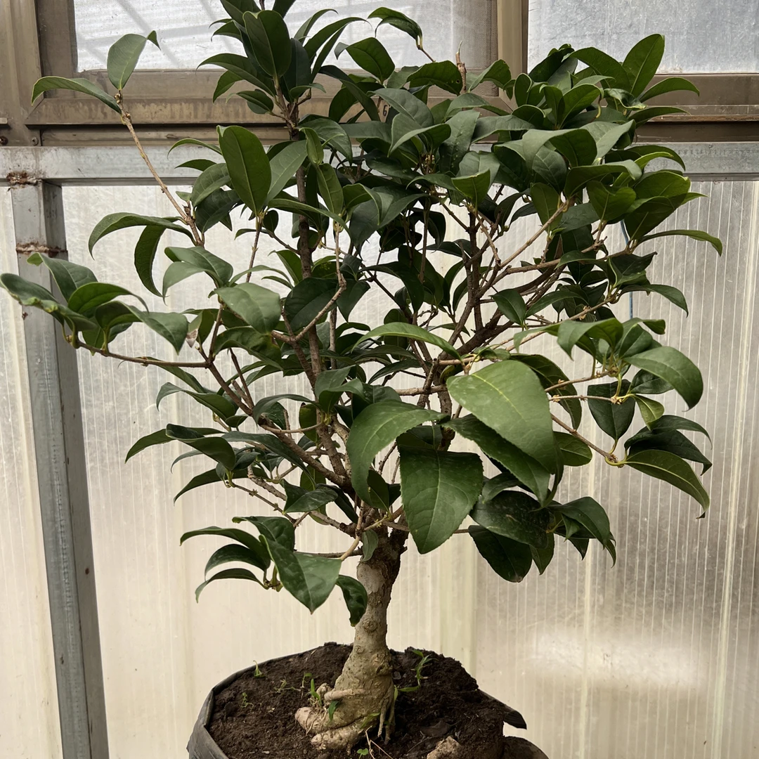 桂花树苗四季桂盆栽耐寒植物花卉带花苞阳台庭院四季开花黄天香