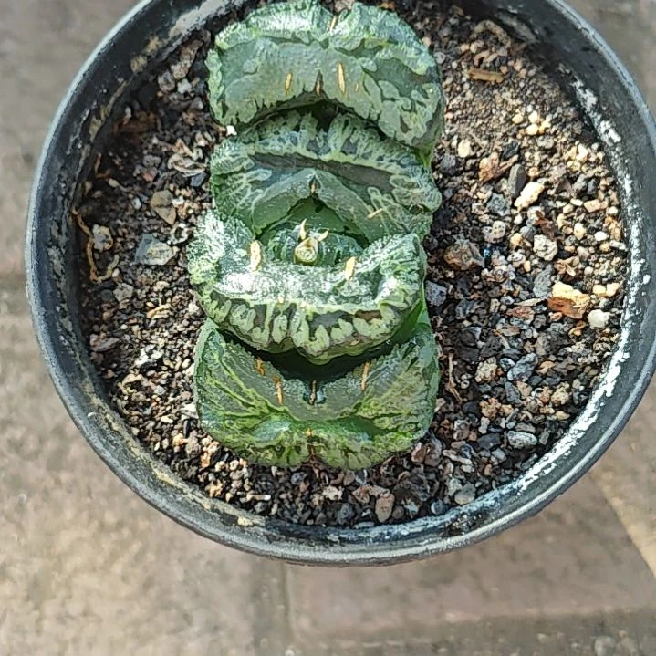 绿蝴蝶一颗多肉植物原盆土