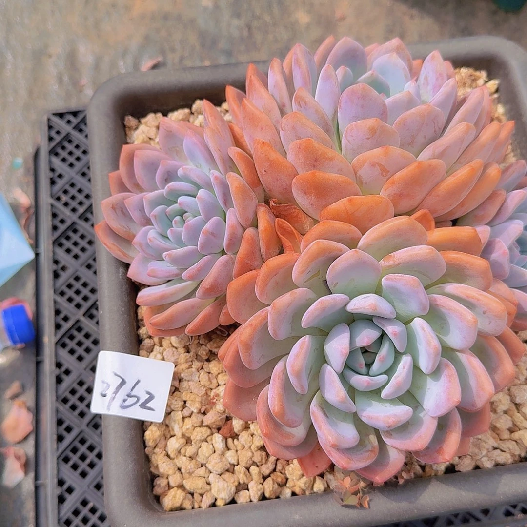 2762奥橙多肉植物