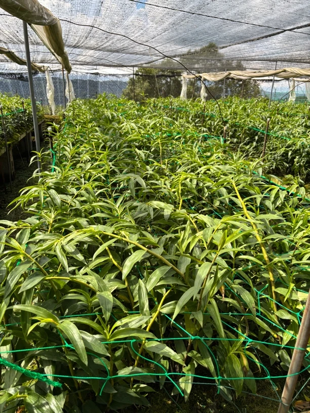 云南龙陵特产紫皮石斛