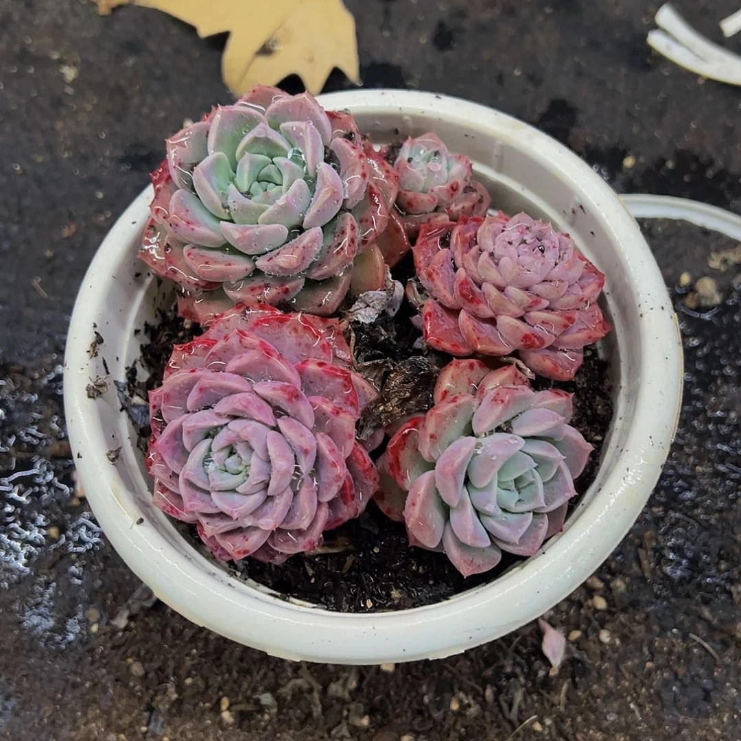 粉斑点三头起发多肉