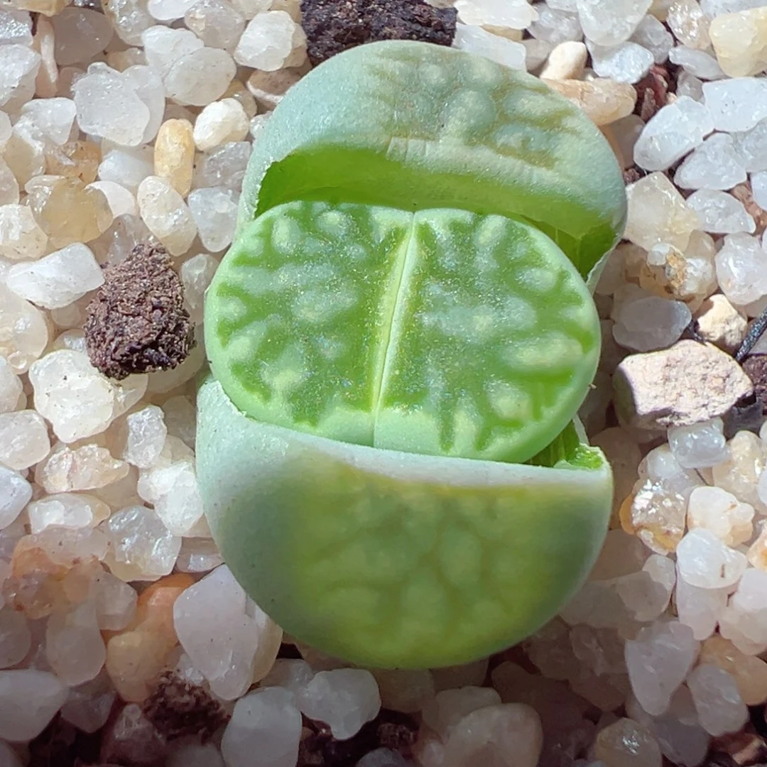 艾****活220-610.我是真的