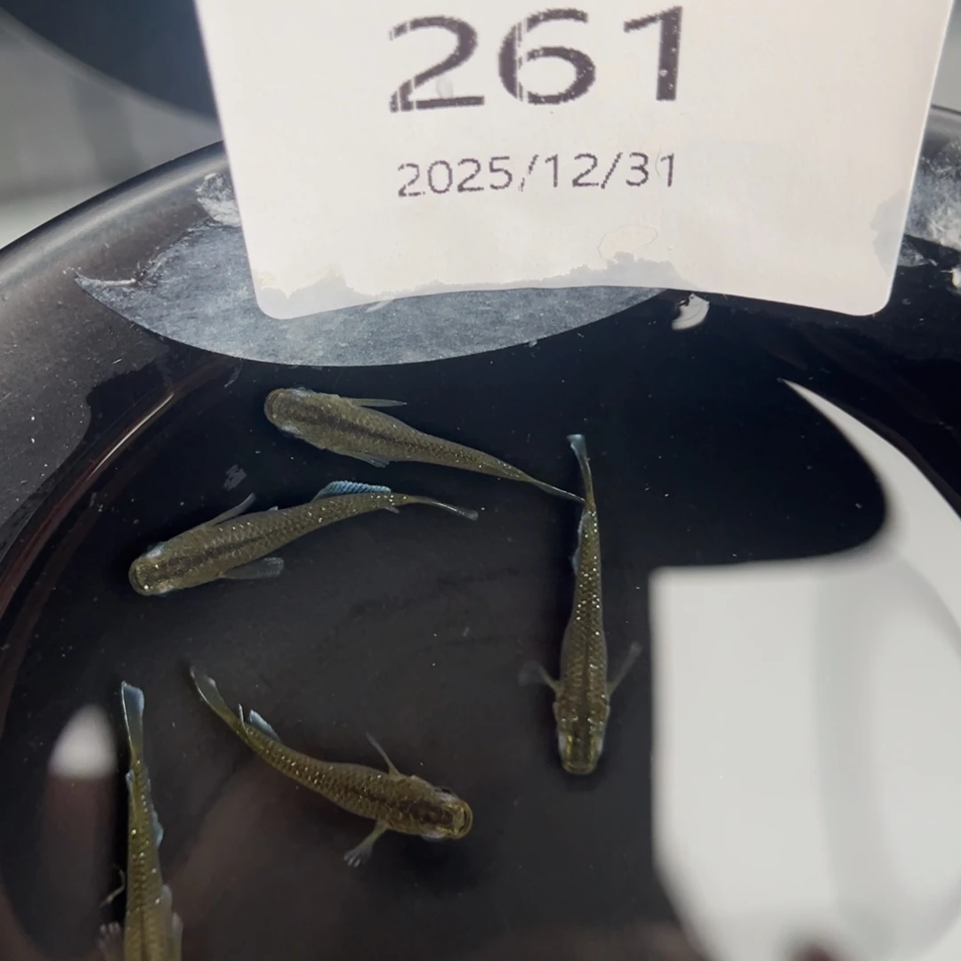 青鳉鱼261奶酪五尾