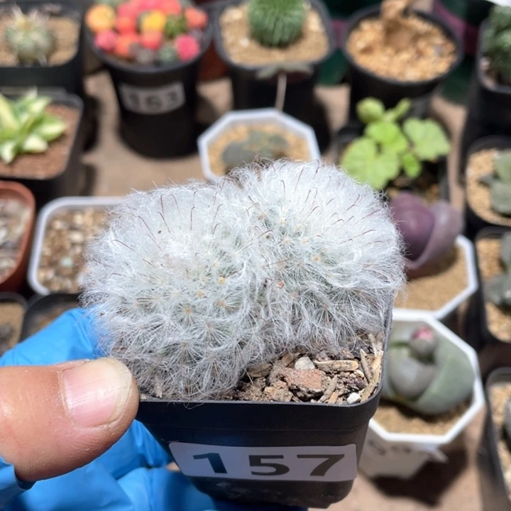 157双头白云高沙仙人球