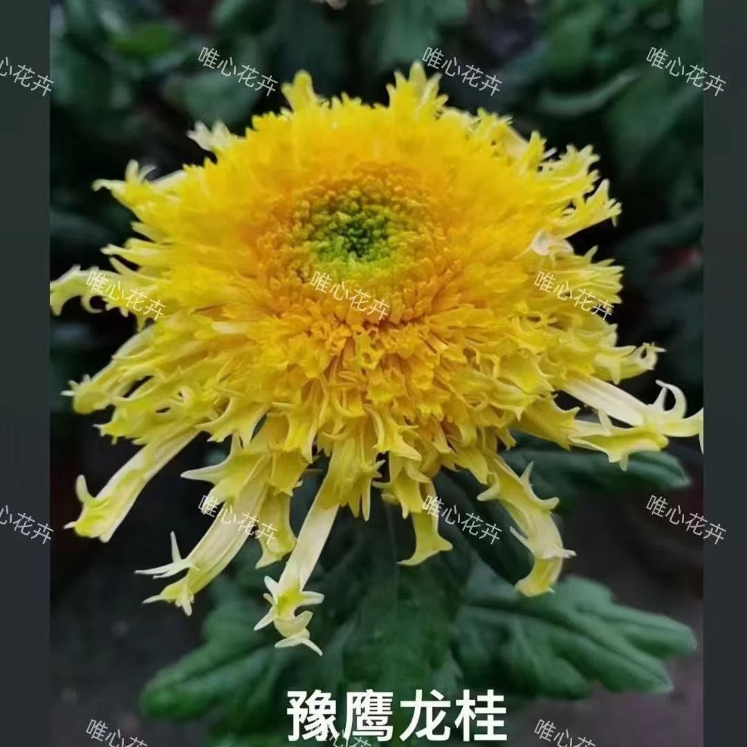 【花苞发货】[豫鹰龙桂]九月菊花苗大型花好养护简单耐寒耐旱