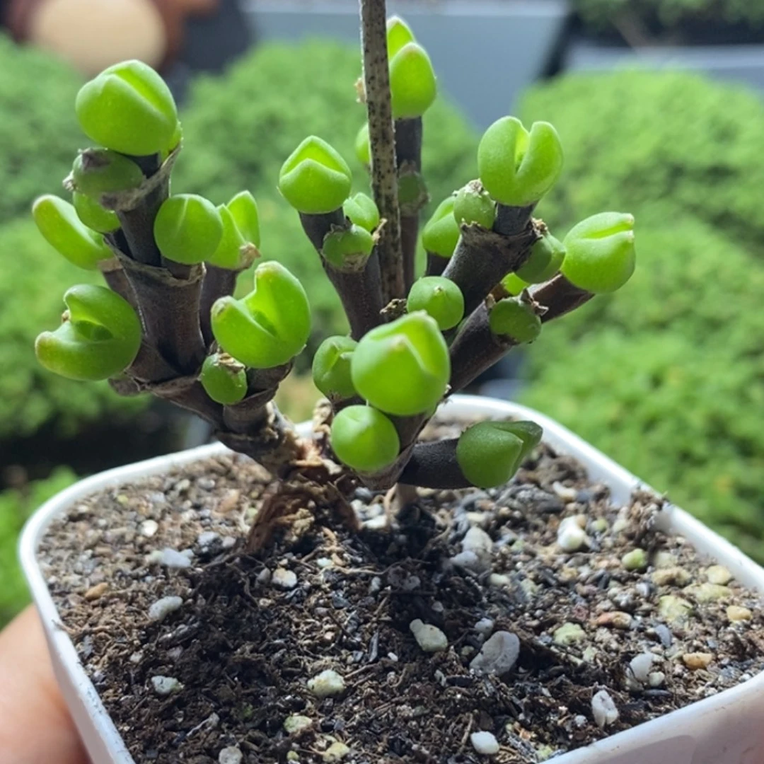 枝干兔子8266枝干番杏