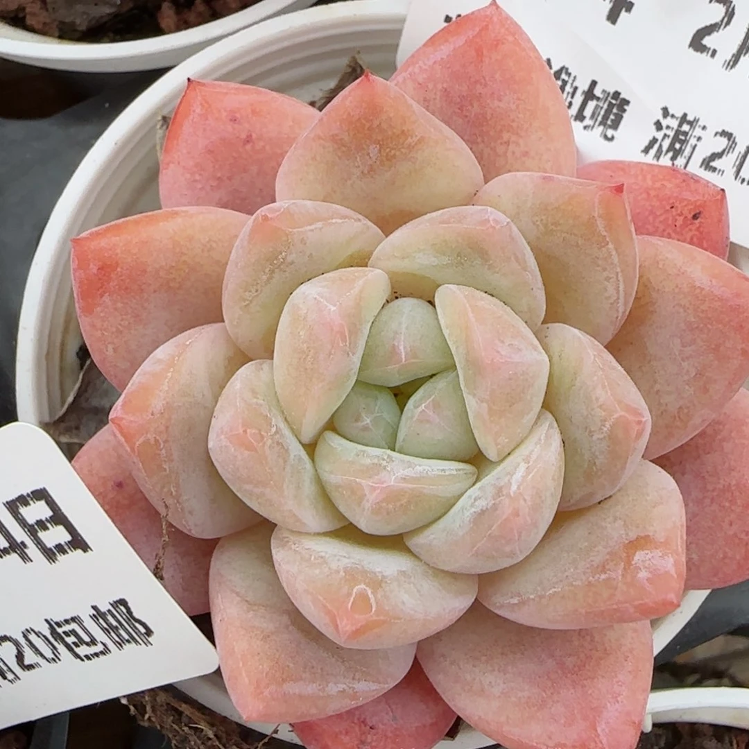 花语逸镜0214-284