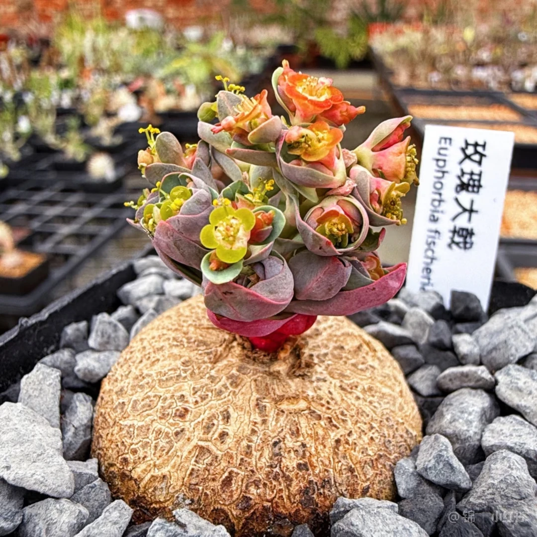 【玫瑰大戟】多肉植物盆栽室内绿植防辐射好养带盆带土
