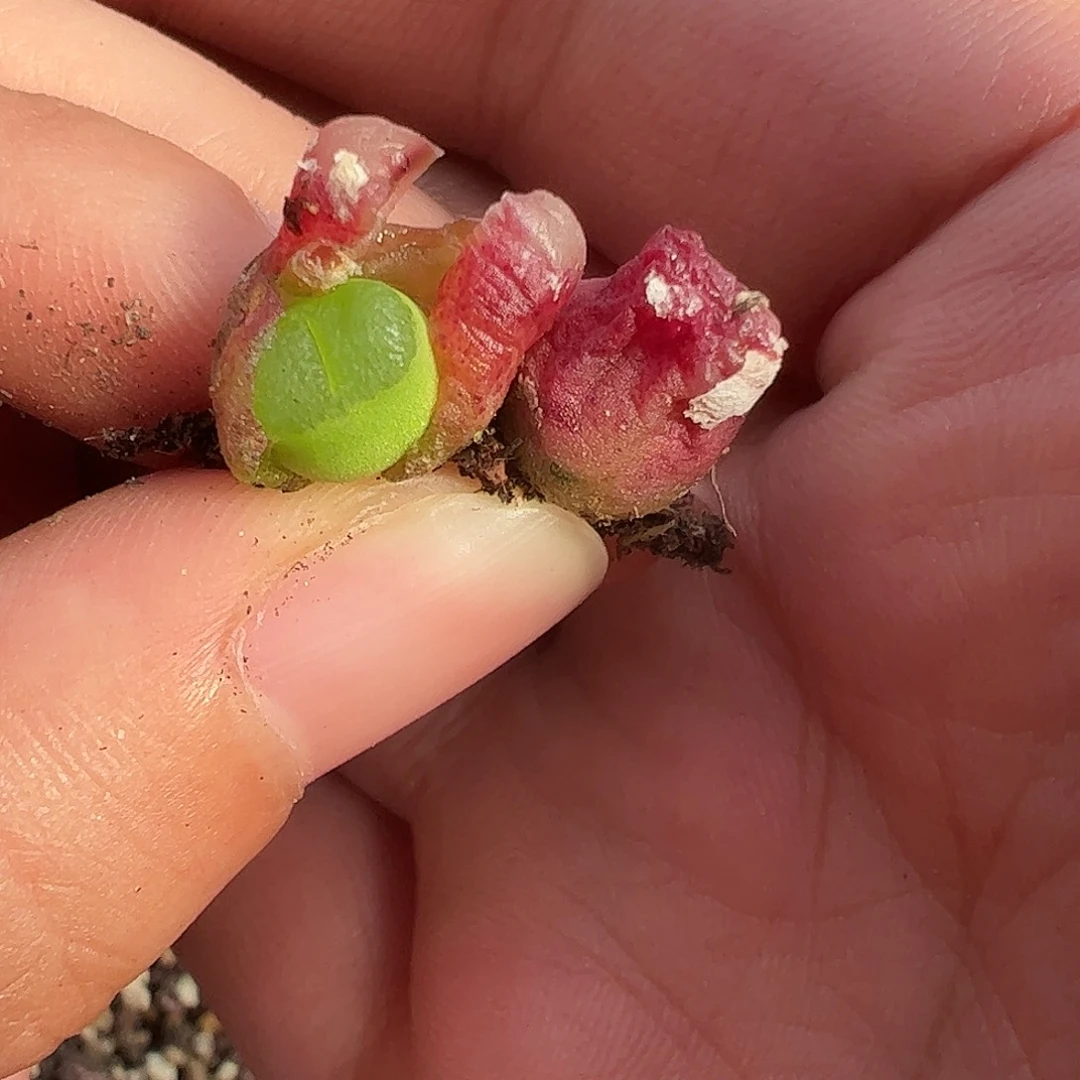 0000量拍母本雪，茄1颗老皮皱