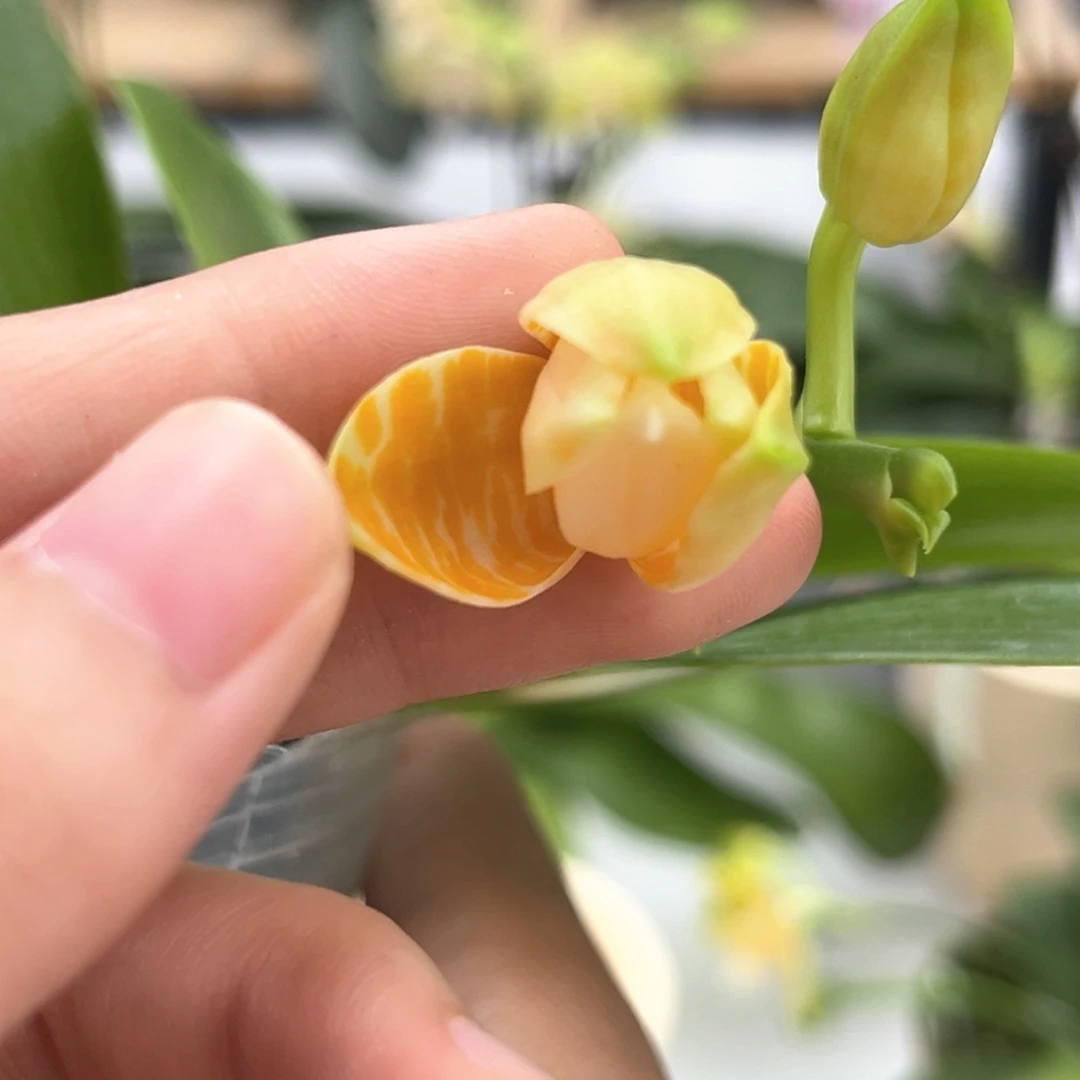 全部花苞2.5寸黄金斑马花苞株（根少）