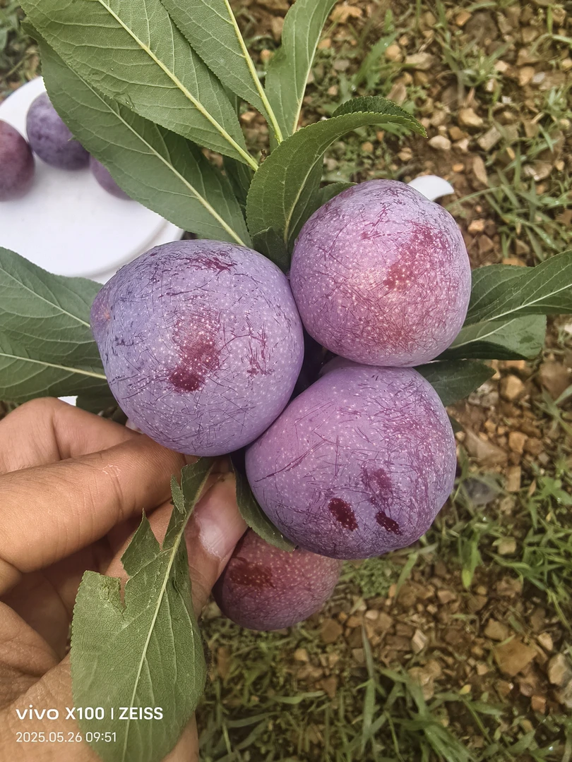 李子中的艾马士 精品鸡血李