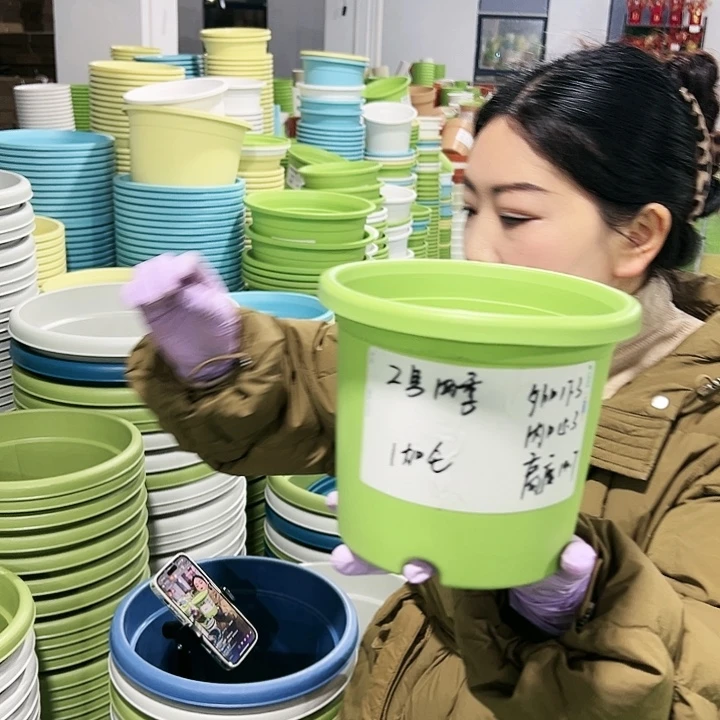 特价2号四季口17高15果绿10只带托