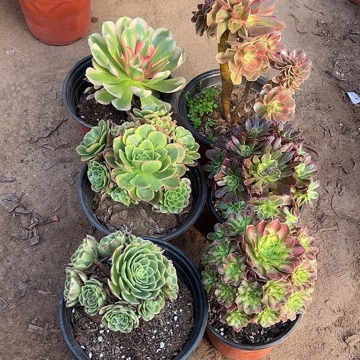 913多肉植物组合，