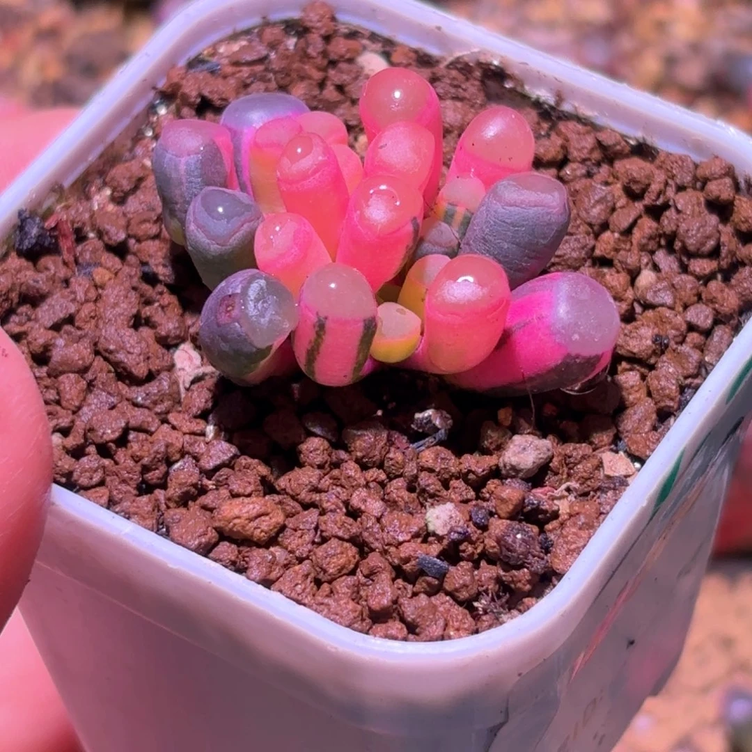 8*9190号五十铃玉锦多肉植物锦一物一拍带盆土