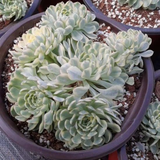 梦幻玫瑰白覆轮锦群刚长毛根