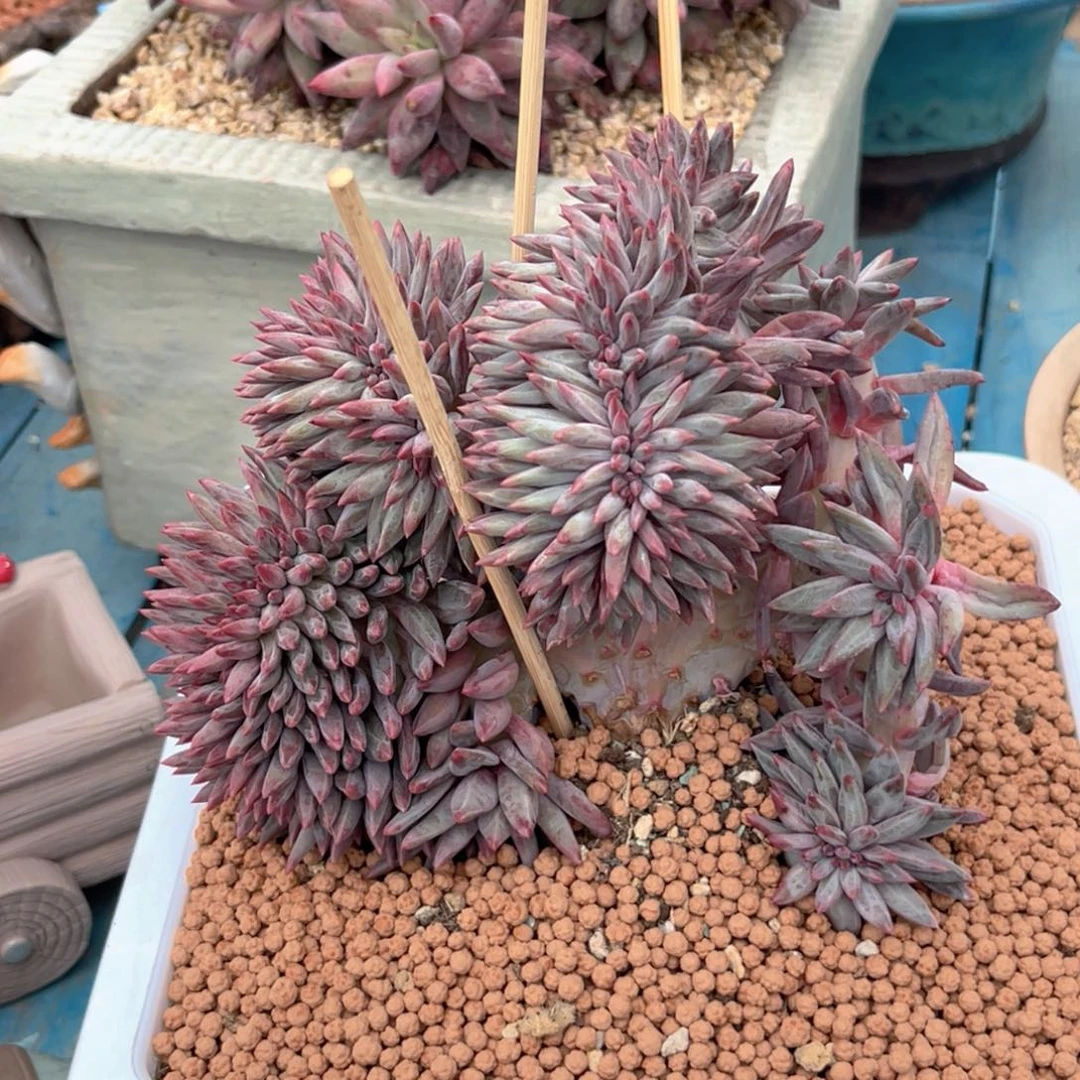 一***沙虞美人多肉植物发货