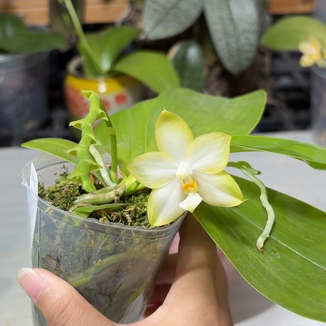 叶***呀大部分开放少量花苞