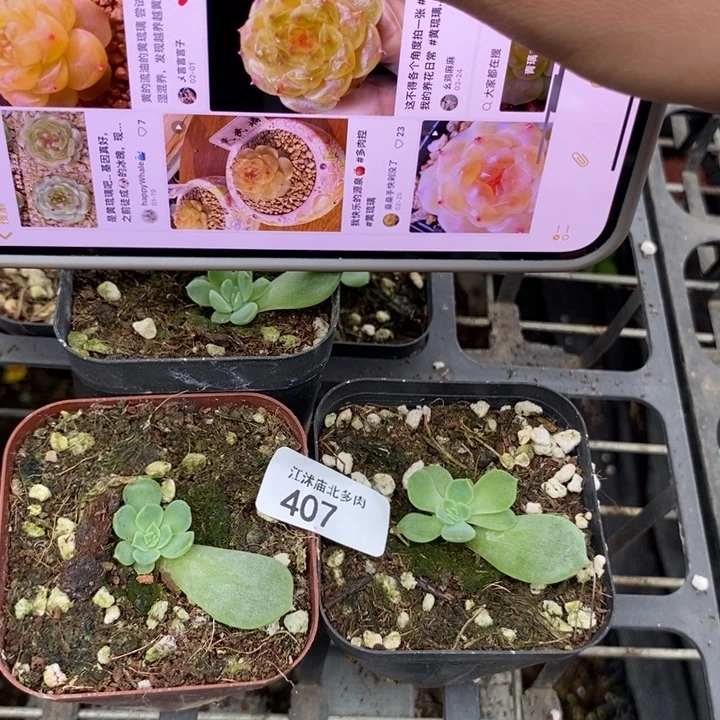 标407黄琉璃一个量拍