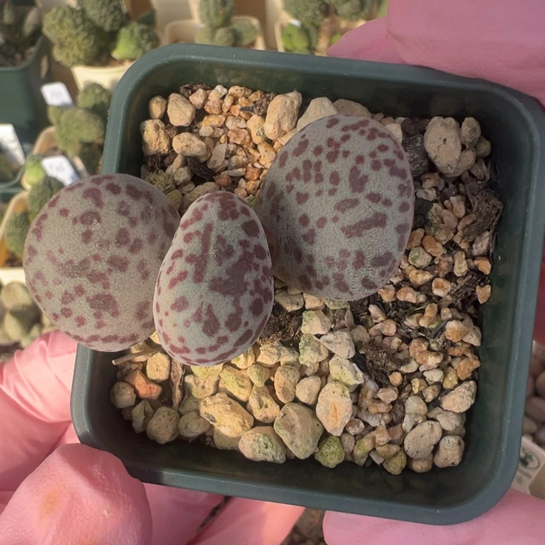 492好看的一颗胖水泡