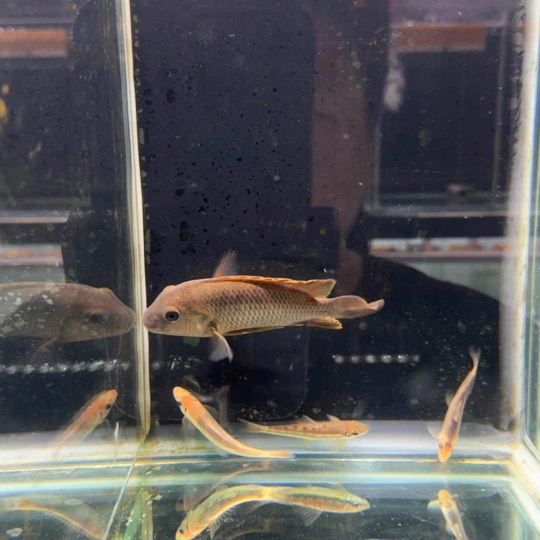 慈鲷风*324号野生法姆拉