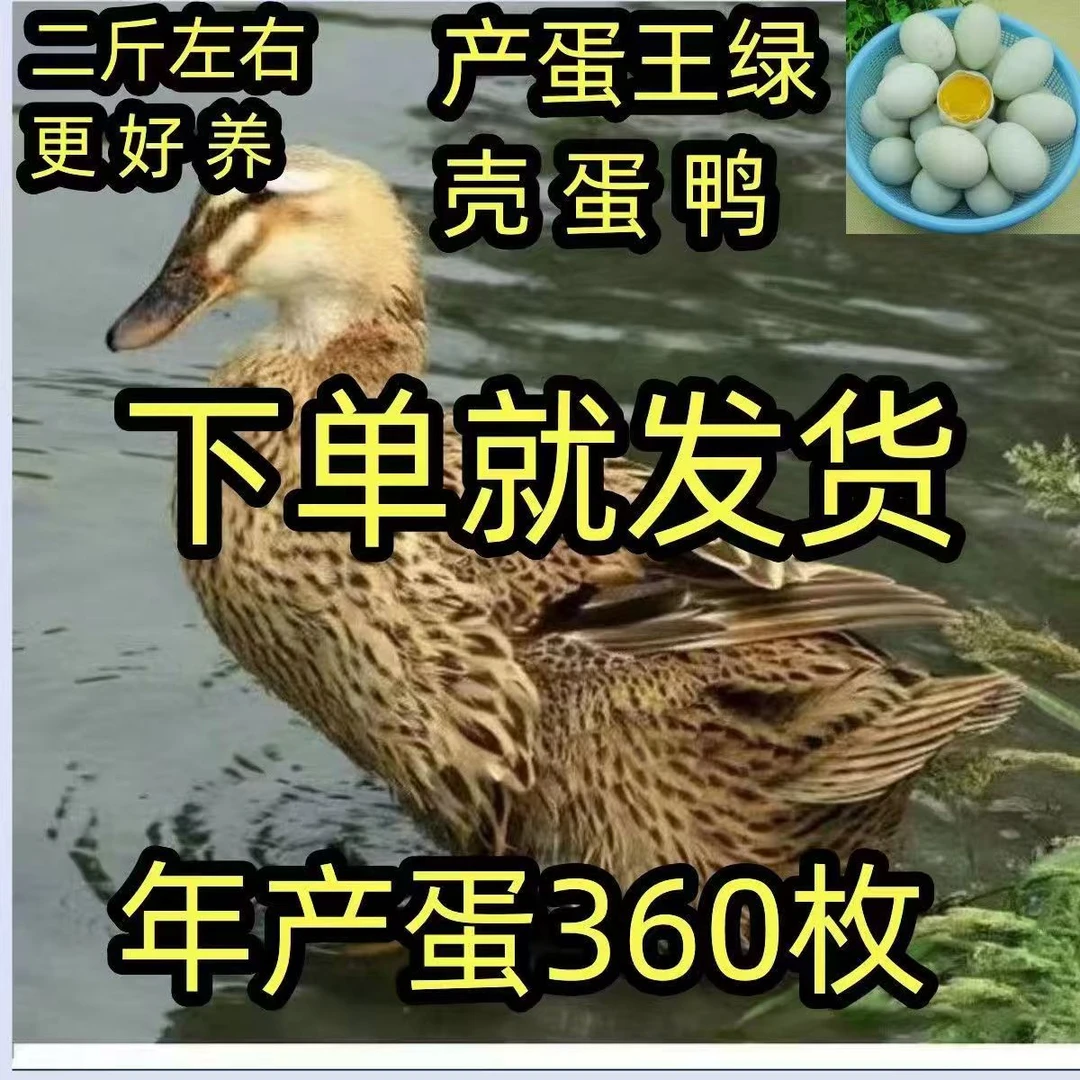 正宗双黄蛋绿壳蛋麻鸭即将开产生态养殖产蛋王 基地直发顺丰包邮